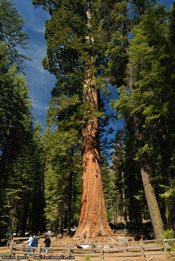 Giant Sequoia