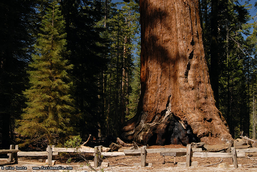 The Grizzly Giant