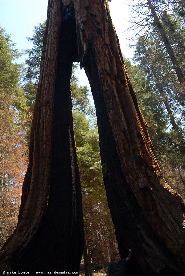 The Clothespin Tree