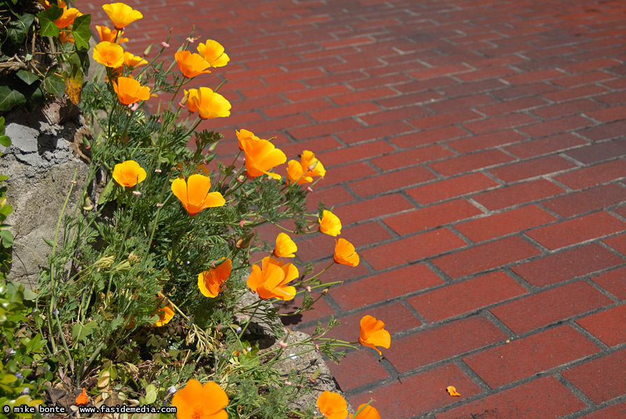 Lombard Street Flowers