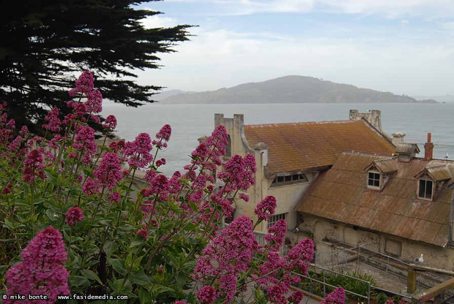 Alcatraz Flowers