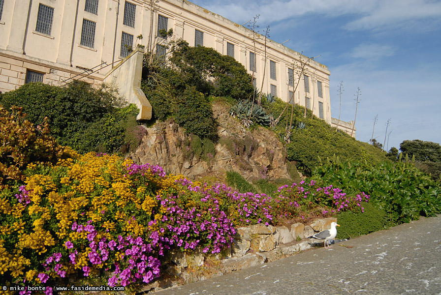 Wildflowers At Alcatraz