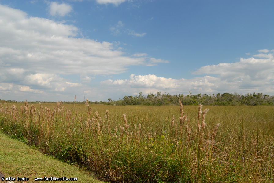 Sawgrass Praries