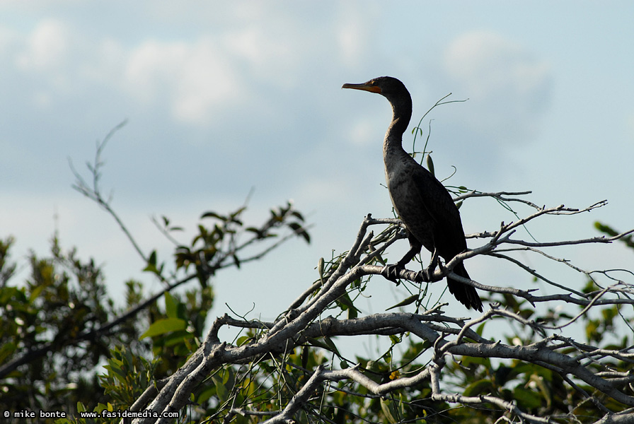 Blue Heron