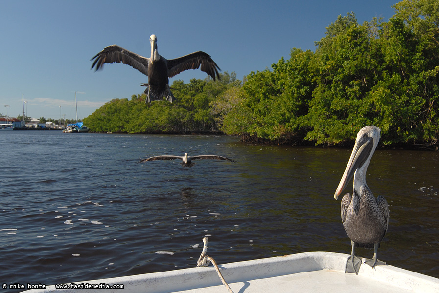 Pelicans Are Not Delicate