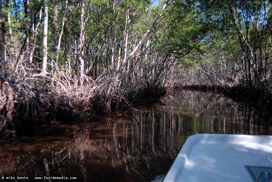 Mangrove Tunnels