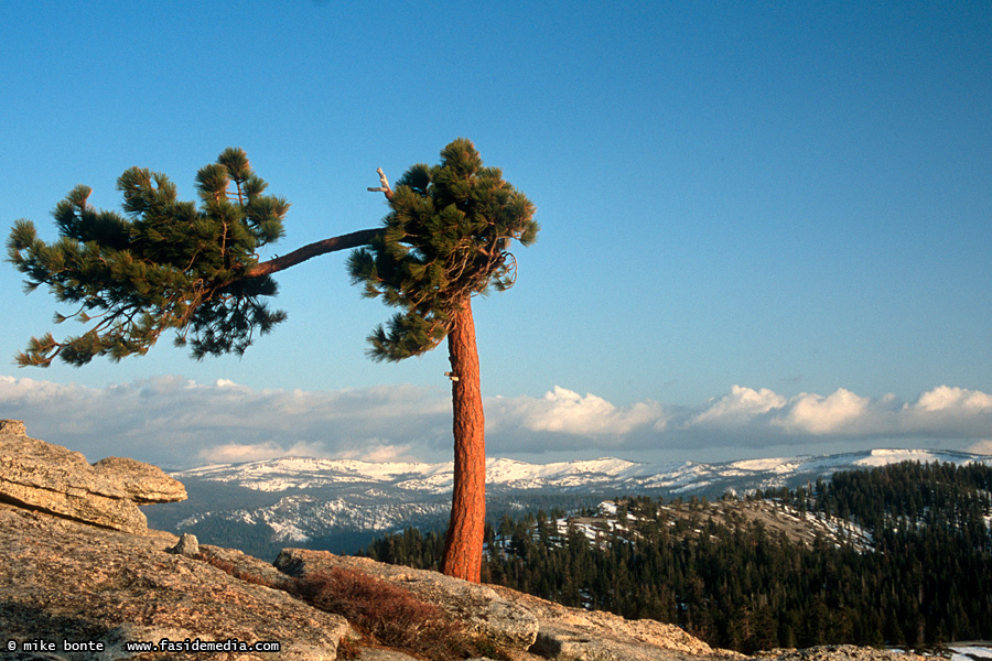 Windblown Tree On Sentinel Dome