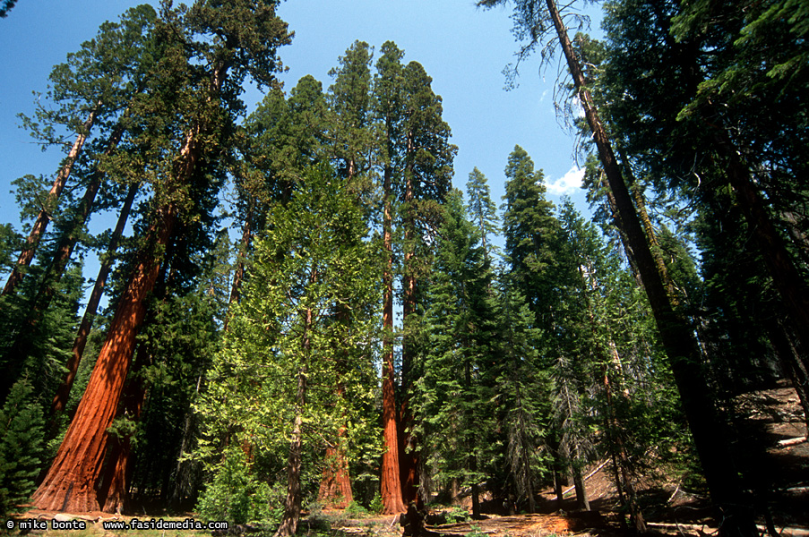 Redwoods At Yosemite