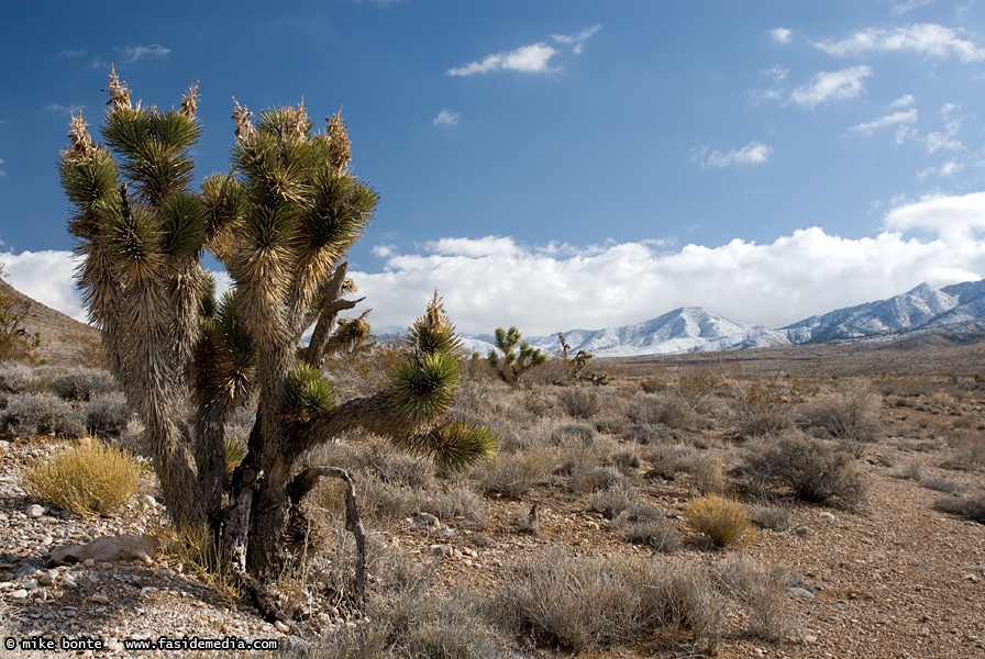 Snow Capped Desert