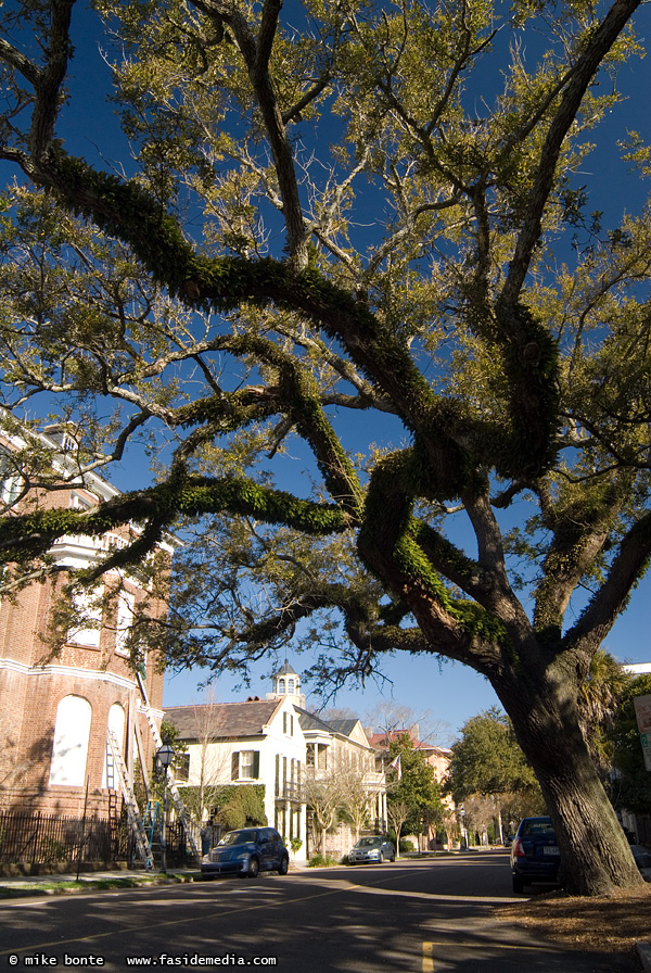 Oak Trees