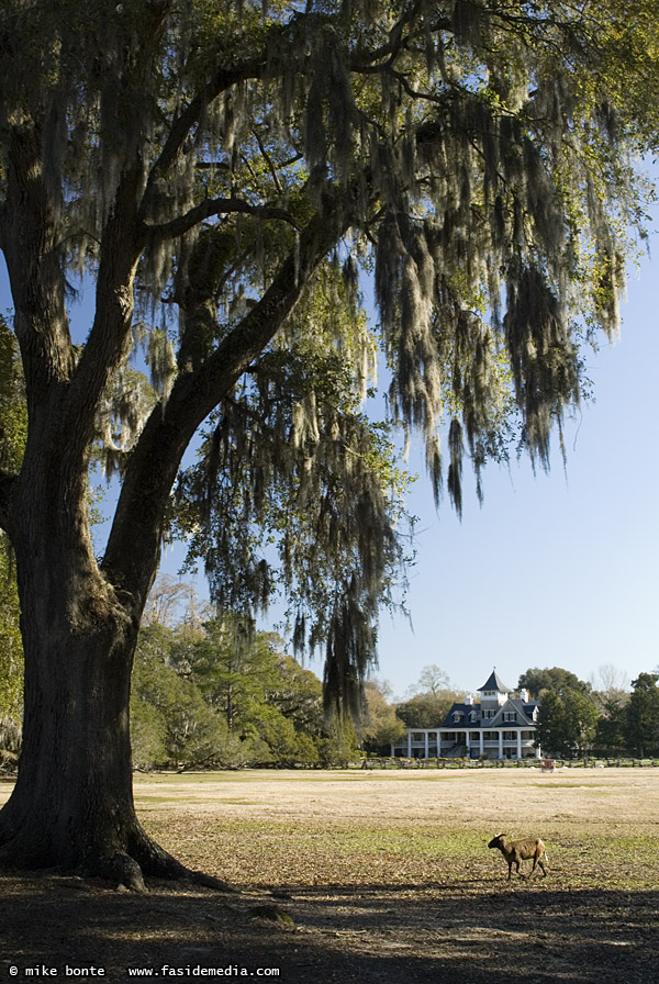 Magnolia Plantation