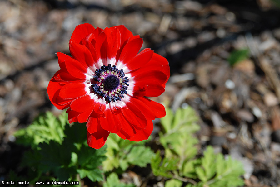 Flowers!