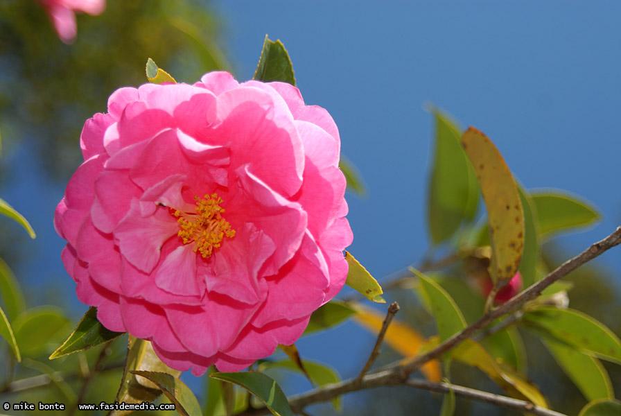 Beautiful Flowers