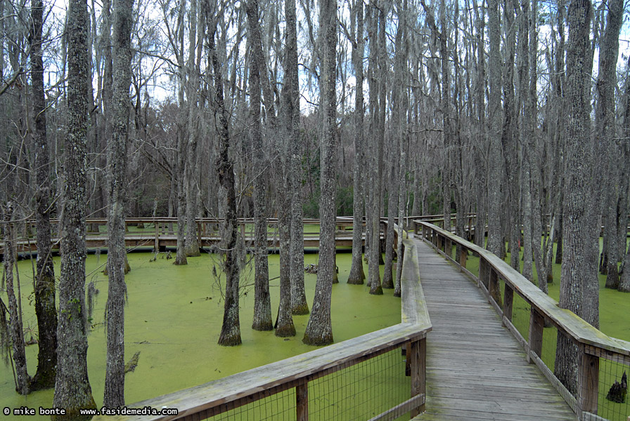 Boardwalk in the swamp