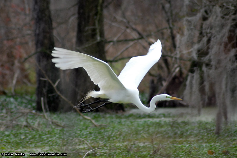 Flying Egret