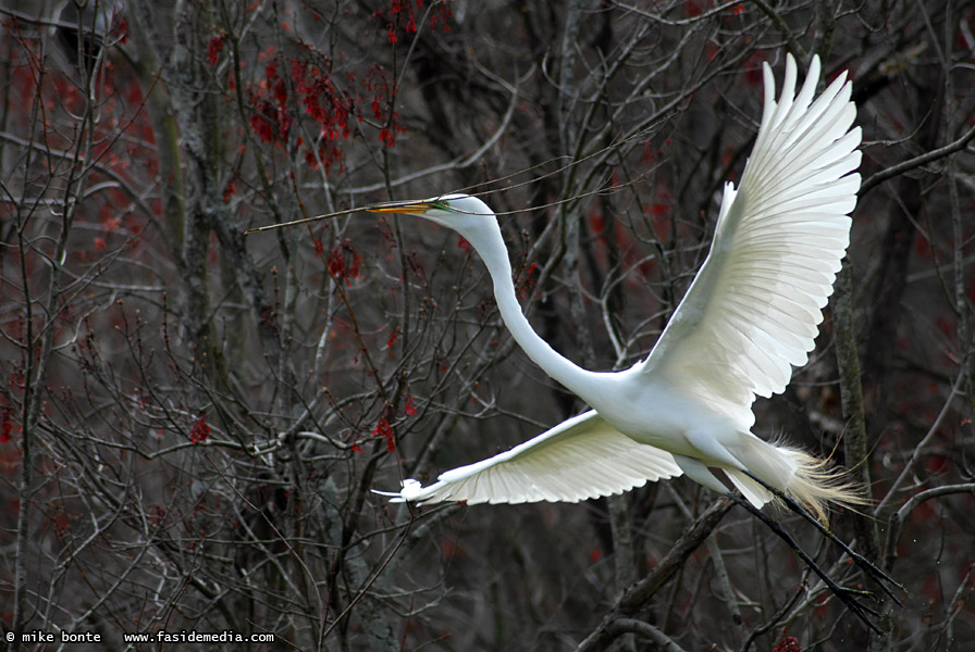 Nest Building