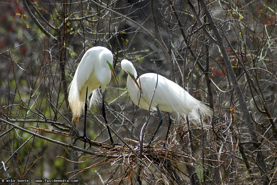 Nest Building