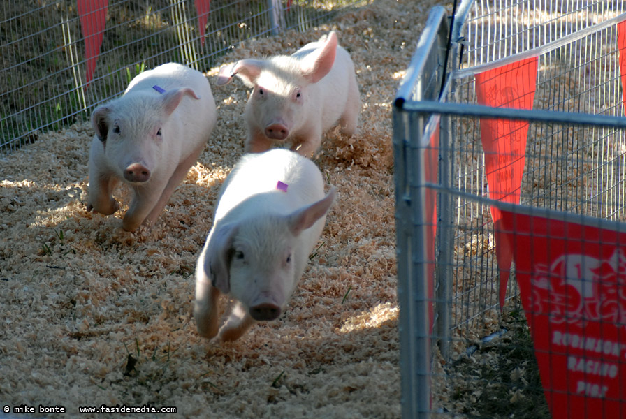 Robinson's Racing Pigs