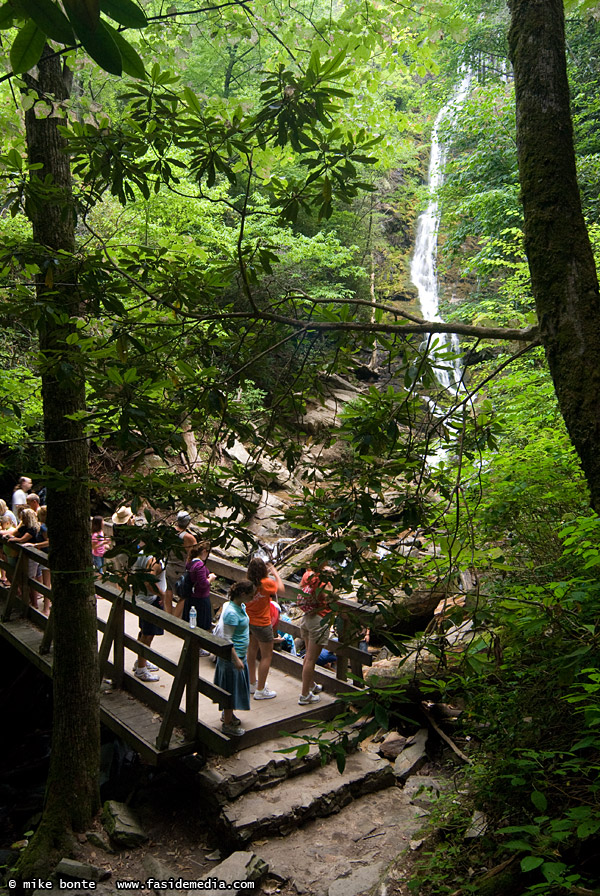 Jungle Tourists