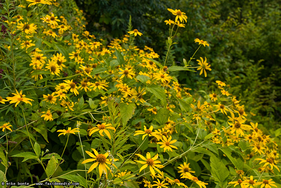 Black-Eyed Susans