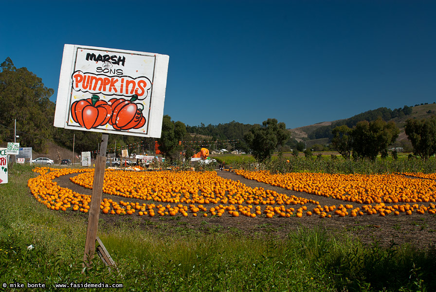 California Pumpkins