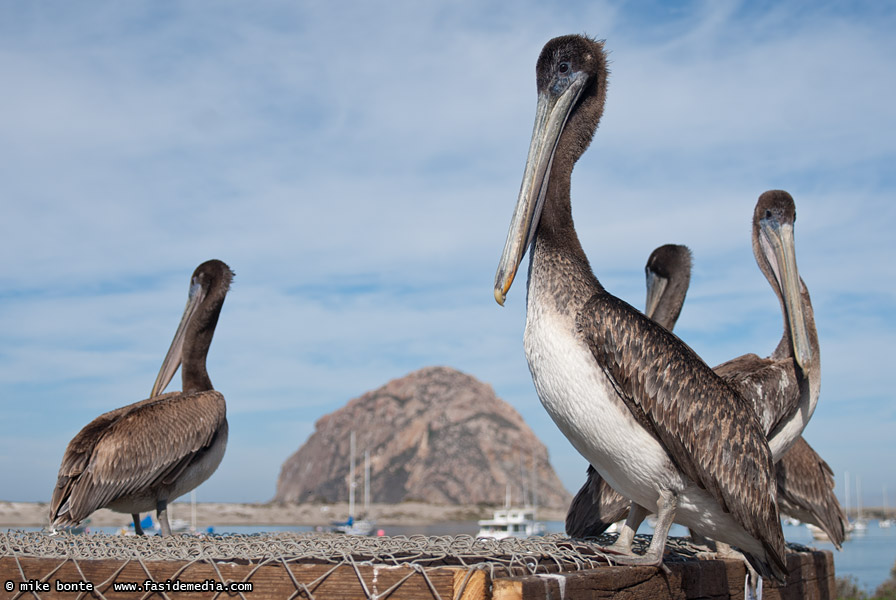 Hungry Pelicans