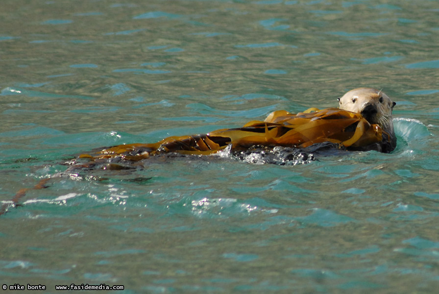 Sea Otters