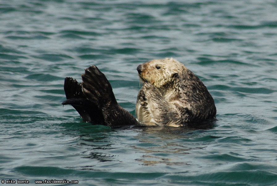 Sea Otter Poses