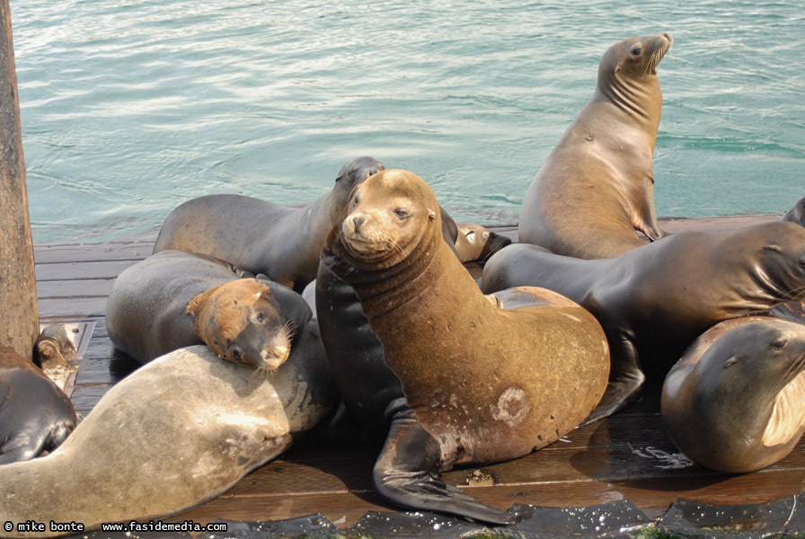 Sea Lions