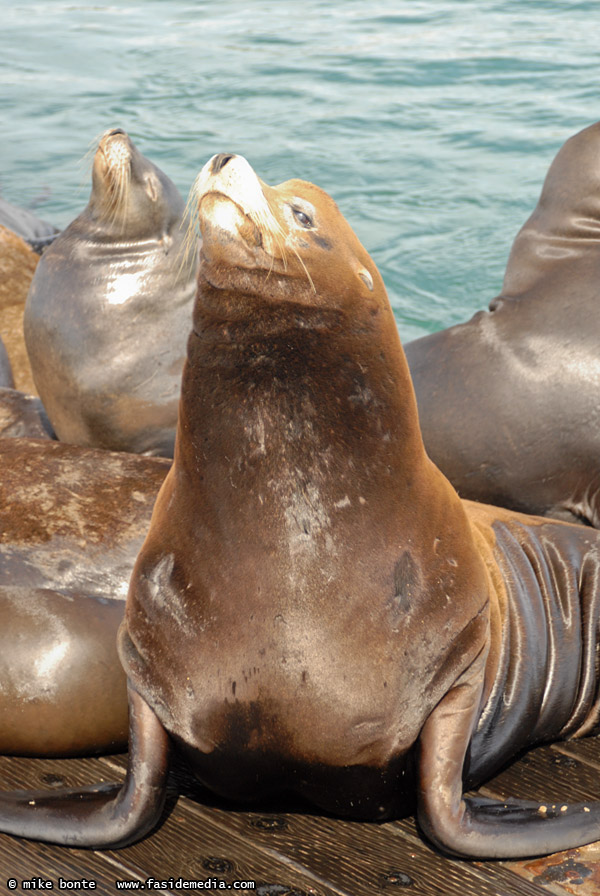 Sea Lions