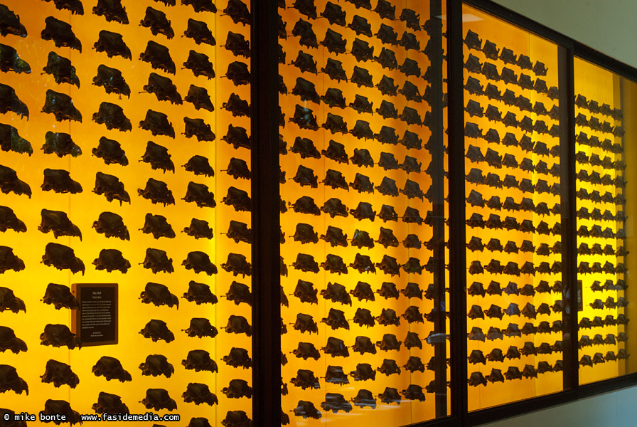 Wall of Dire Wolf Skulls