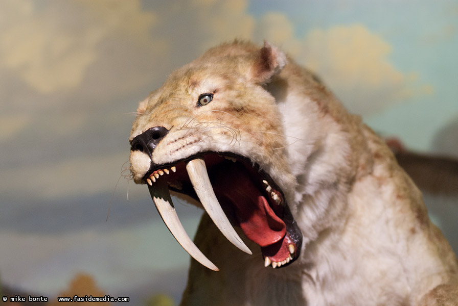 Saber Tooth Cat