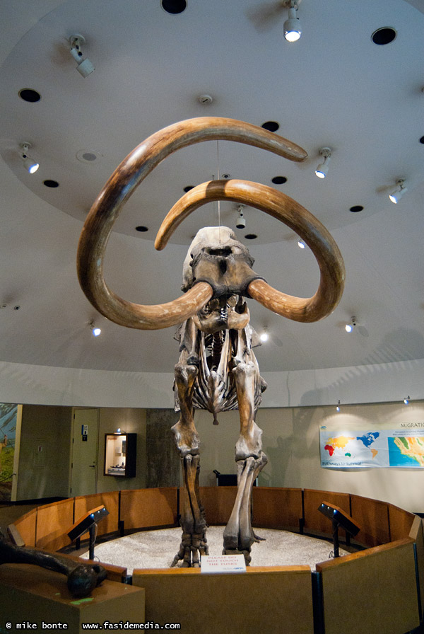 Columbian Mammoth Skeleton