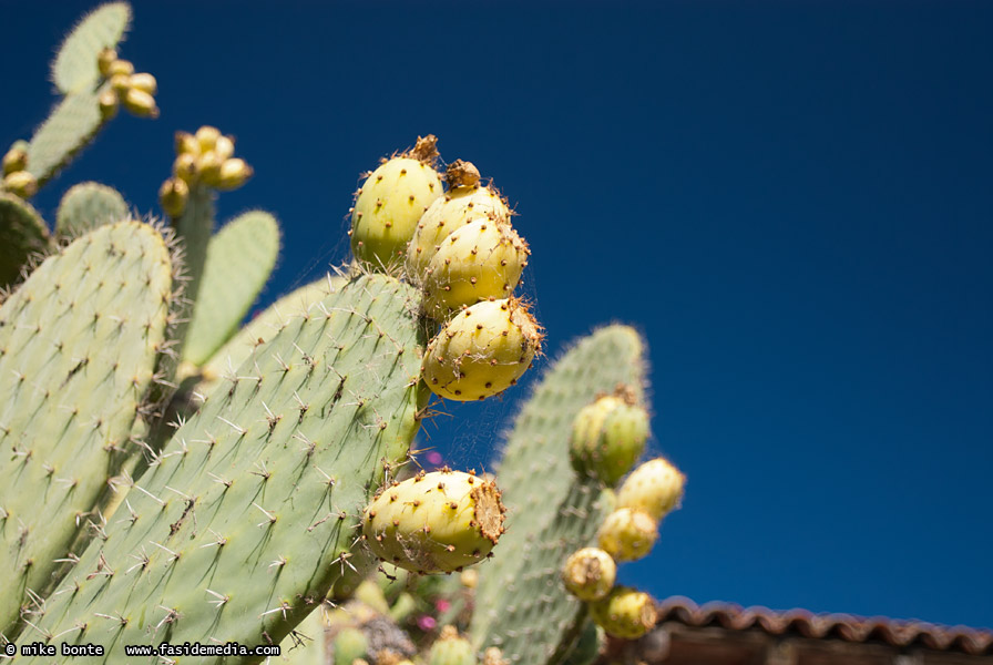 Prickly Pear