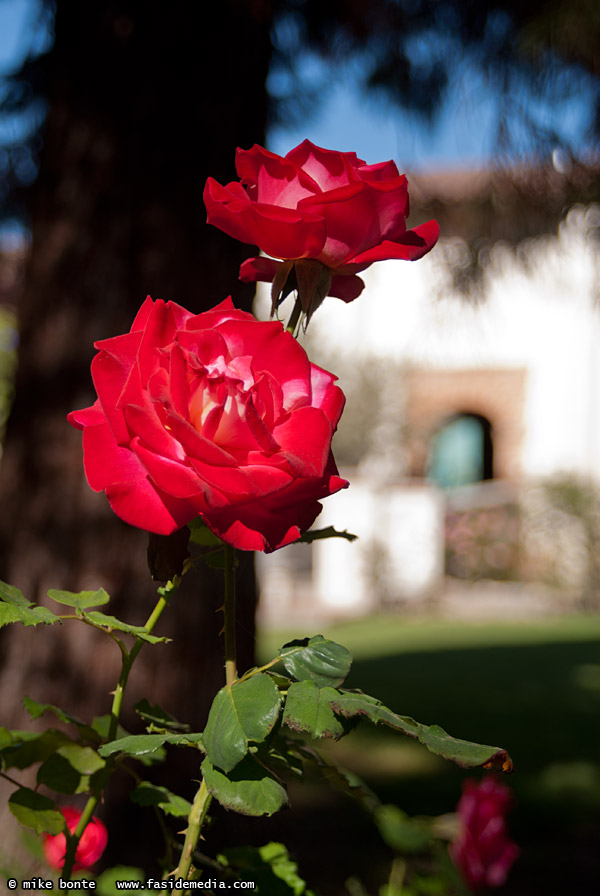 San Juan Bautista Rose Garden