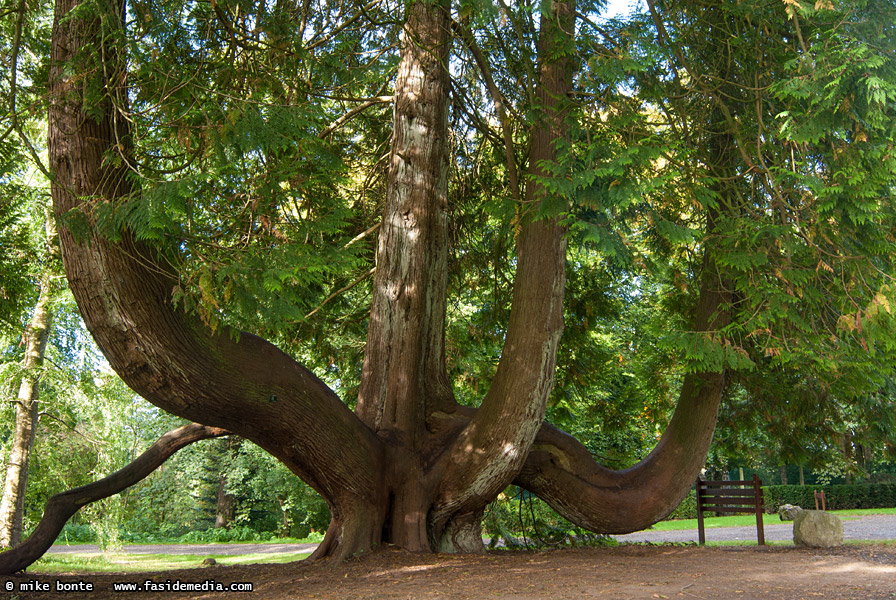 Blarney Castle Tree