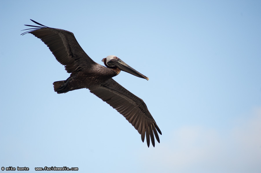 Brown Pelicans