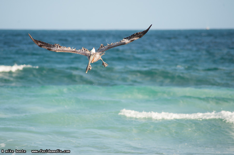 Brown Pelican Hunting