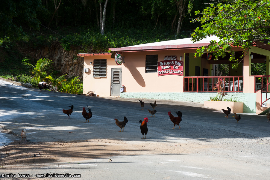 Tortola Wild Chickens