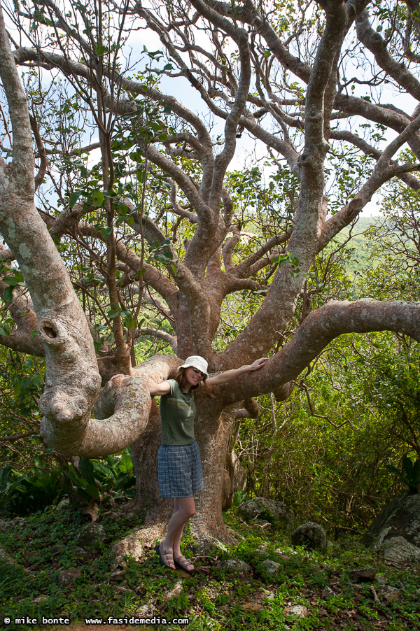 Maureen and the Crazy Tree