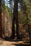 The Clothespin Tree