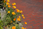 Lombard Street Flowers