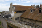 Alcatraz Seagulls