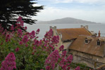 Alcatraz Flowers