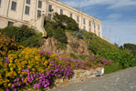 Wildflowers At Alcatraz