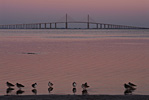 Sunshine Skyway Sunset