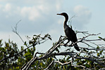 Blue Heron