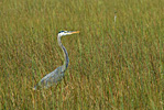 Blue Heron