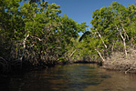 Entering The Mangrove Tunnels