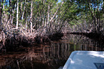 Mangrove Tunnels